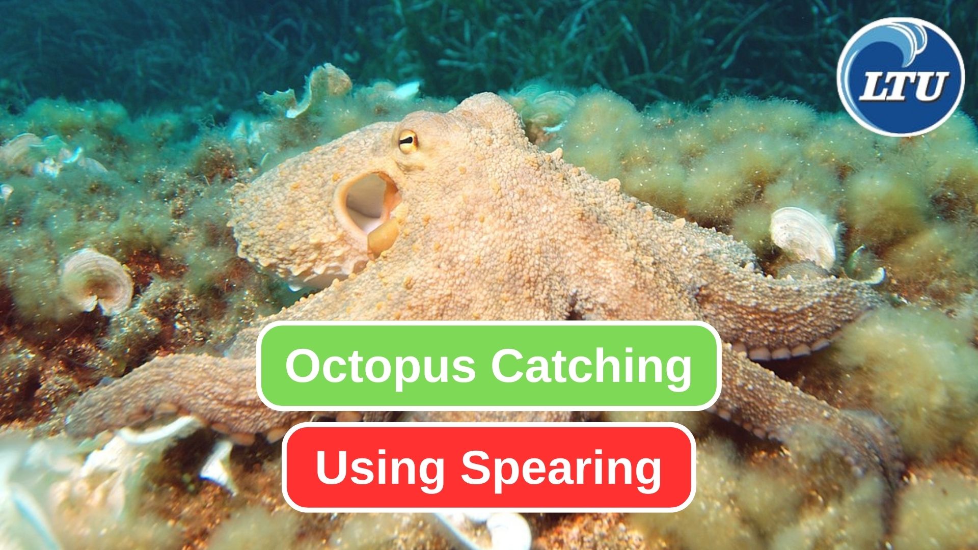 Unveiling the Adventure of Spearing Octopus